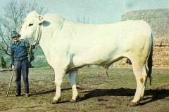 The giant chianina bull
