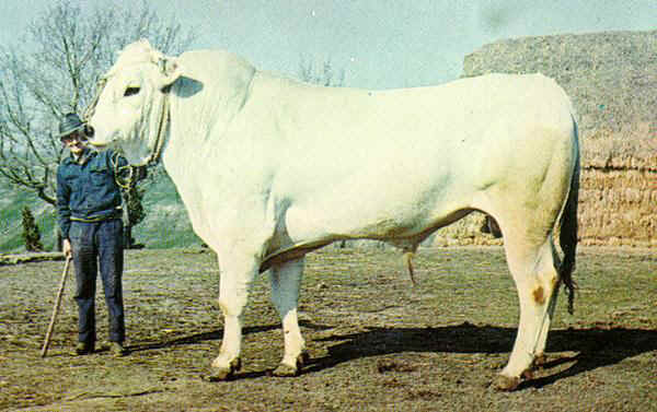 The giant chianina bull
